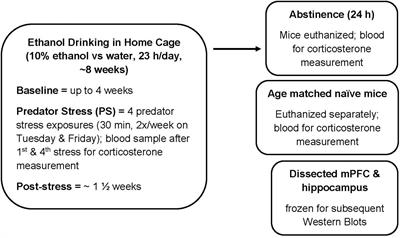 Sensitivity and Resilience to Predator Stress-Enhanced Ethanol Drinking Is Associated With Sex-Dependent Differences in Stress-Regulating Systems